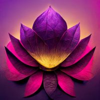 magenta lotus flower